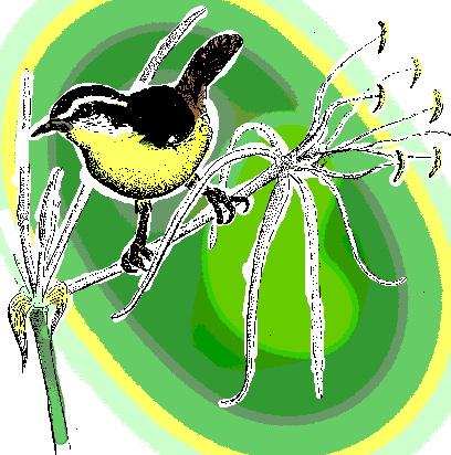 Bananaquit, Coereba flaveola