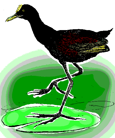 Northern Jacana, Jacana spinosa