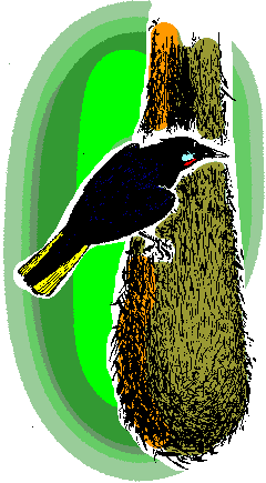 Montezuma Oropendola, Psarocolis montzuma