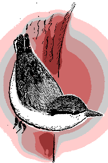 Pygmy Nuthatch, Sitta pygmaea