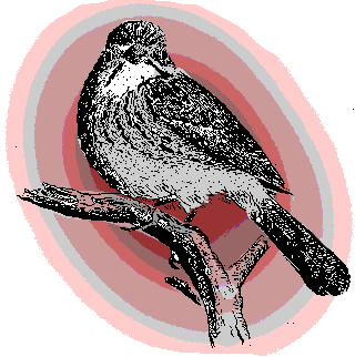 immature Rufous-crowned Sparrow, Aimophila ruficeps