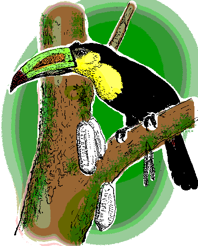 Keel-billed Toucan, Ramphastos sulfuratus