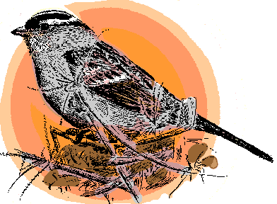 White-crowned Sparrow, Zonotrichia leucophrys