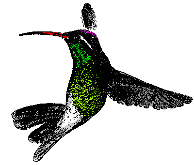 White-eared Hummingbird, Hylocharis leucotis