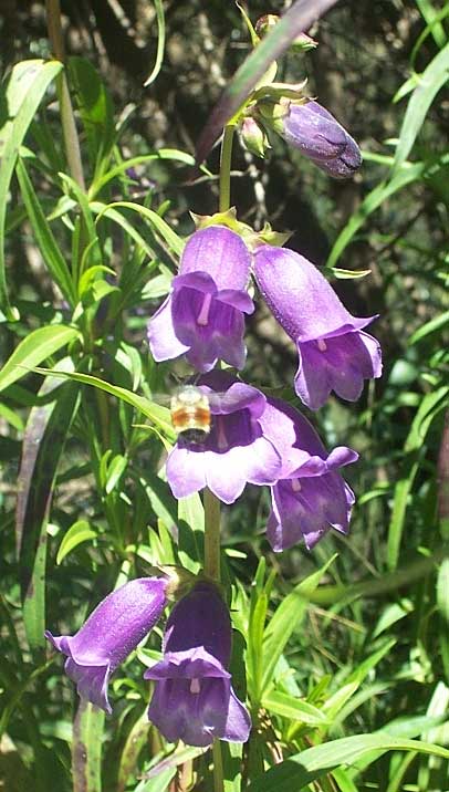 PENSTEMON cf GENTIANOIDES