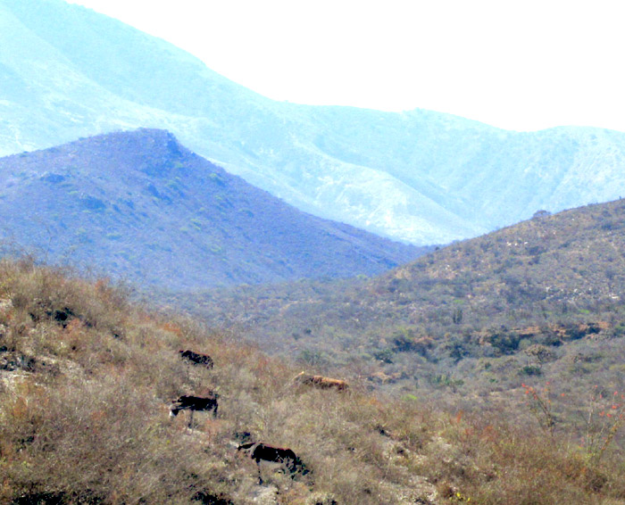 three feral burros and a roving cow grazing dry-season mountain landscape
