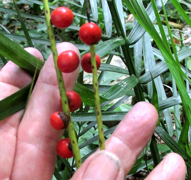 Parlor Palm, CHAMAEDOREA RADICALIS, fruits