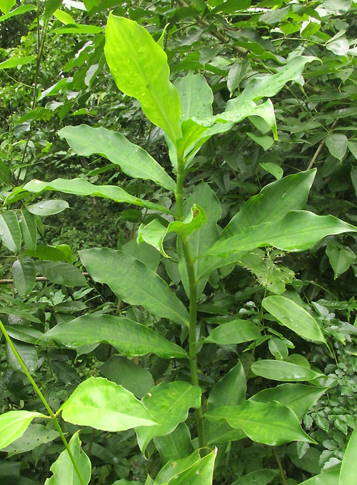 Spiral Ginger, COSTUS SCABER, habitat