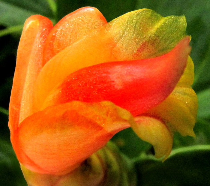 Spiral Ginger, COSTUS SCABER, flower