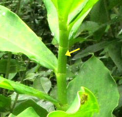 Spiral Ginger, COSTUS SCABER, spiraling leaves and closed leaf sheaths
