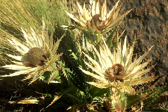 ERYNGIUM cf. MONOCEPHALUM.