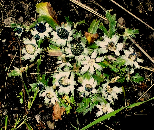 ERYNGIUM cf CARLINAE