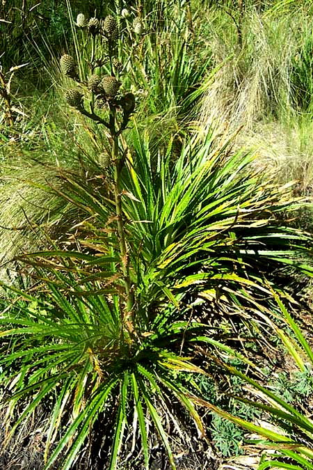 ERYNGIUM cf. COLUMNARE