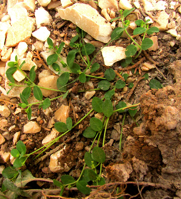 Grassleaf Spurge, EUPHORBIA GRAMINEA, immature in habitat