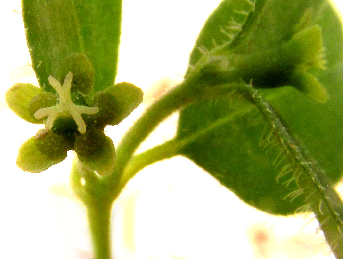 Grassleaf Spurge, EUPHORBIA GRAMINEA, immature cyathia with five glands