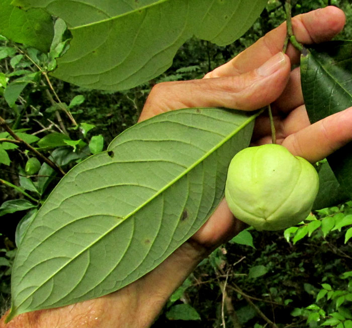 GARCIA NUTANS, fruit on tree