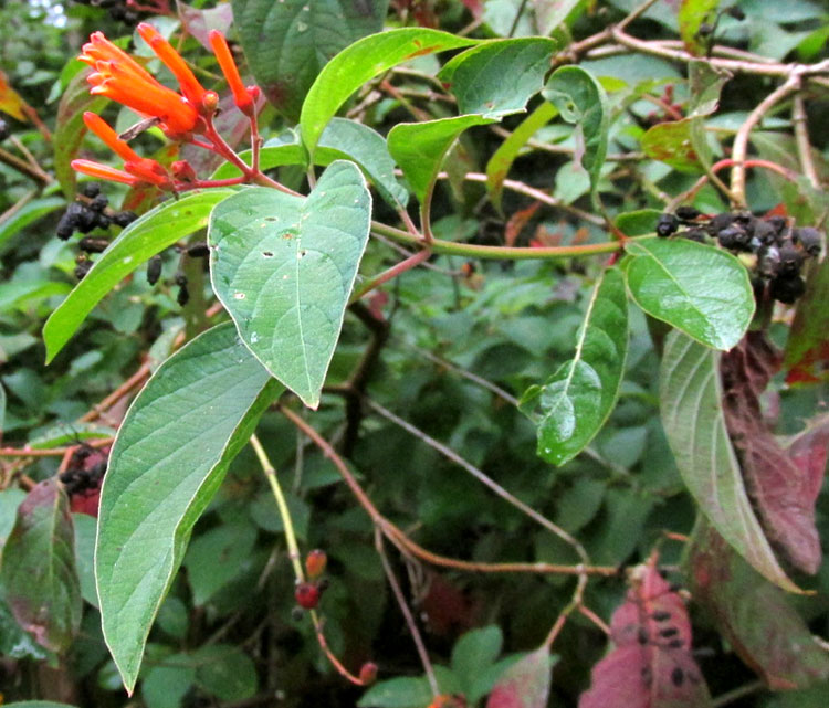 HAMELIA PATENS, Scarlet-Bush, habitat