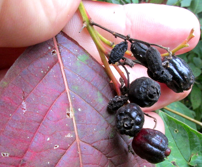 HAMELIA PATENS, Scarlet-Bush, fruits