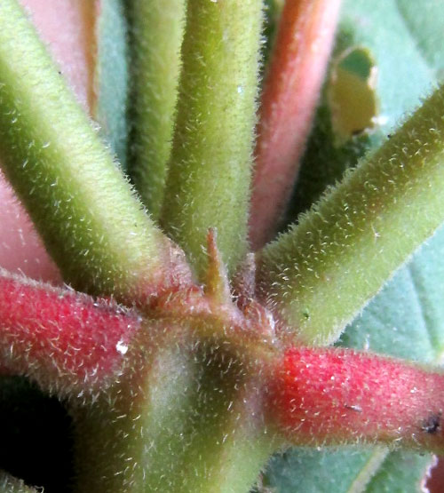 HAMELIA PATENS, Scarlet-Bush, stipule