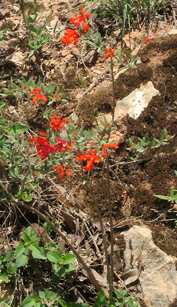 Firecracker Bush, BOUVARDIA TERNIFOLIA, in habitat