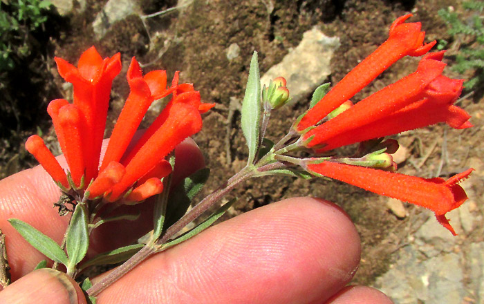 Firecracker Bush, BOUVARDIA TERNIFOLIA, flowers in cymes