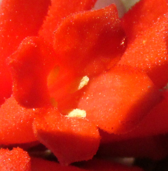 Firecracker Bush, BOUVARDIA TERNIFOLIA, anthers at corolla mouth