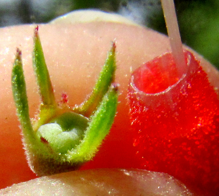 Firecracker Bush, BOUVARDIA TERNIFOLIA, anthers at corolla mouth