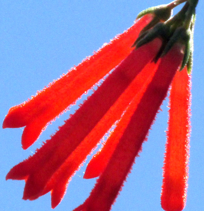 Firecracker Bush, BOUVARDIA TERNIFOLIA, corolla with glandular hairs