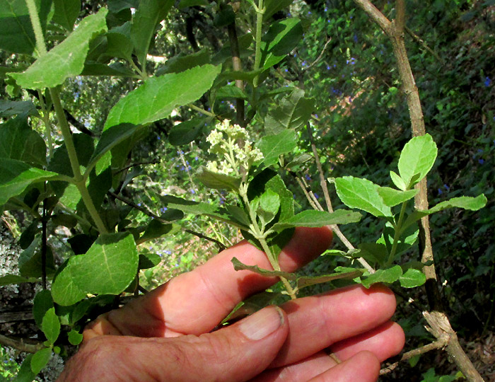 Tepozán, BUDDLEJA PARVIFLORA, opposite leaves and inflorescence