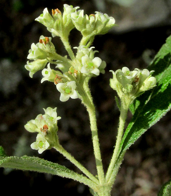 Tepozán, BUDDLEJA PARVIFLORA, panicle of four-lobed flowers and pubescent branches