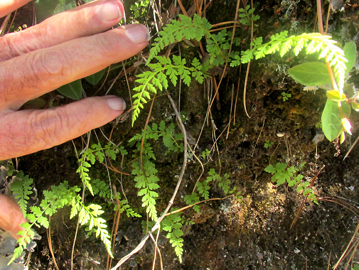 Fragile Fern, CYSTOPTERIS FRAGILIS, ferns in September