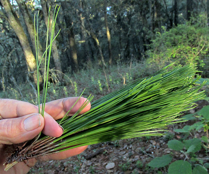 Pinus hartwegii, leaves on stem