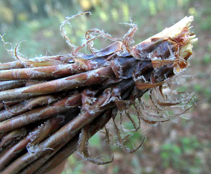 Pinus hartwegii, sheathes