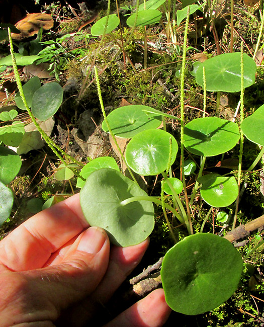 PEPEROMIA BRACTEATA, plants in habitat