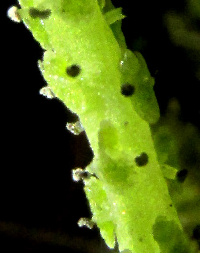 PEPEROMIA BRACTEATA, flower with stamens visible