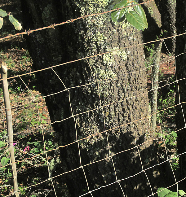 Leather Leaf Mexican Oak, QUERCUS CRASSIFOLIA, bark on trunk