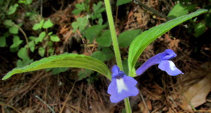 SCUTELLARIA DUMETORUM, flowers close-up
