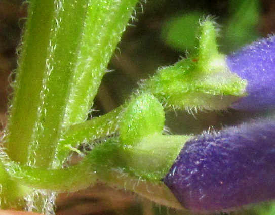 SCUTELLARIA DUMETORUM, crested calyxes