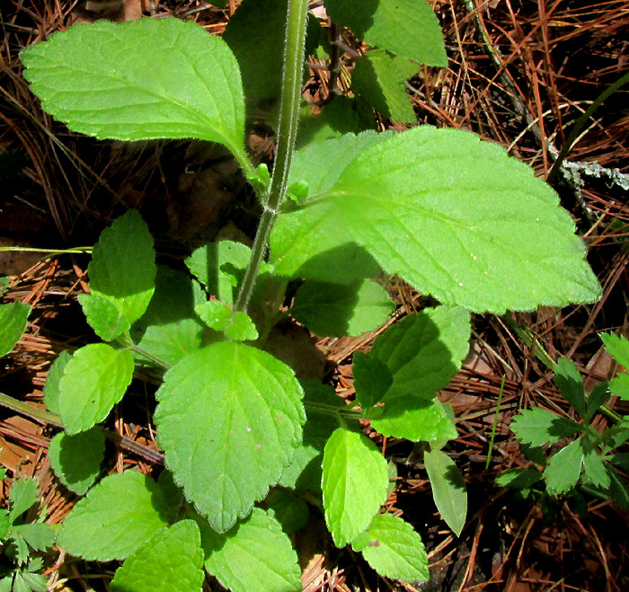 SCUTELLARIA DUMETORUM, branched plant base