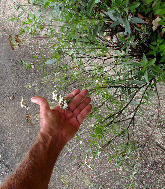 Willow-leaf Candyleaf, STEVIA SALICIFOLIA, woody stemmed flowering plant in habitat