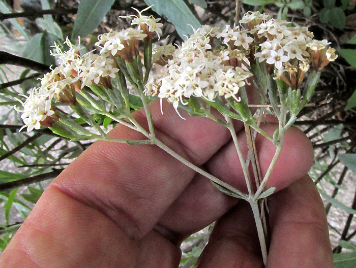 Willow-leaf Candyleaf, STEVIA SALICIFOLIA, inflorescence