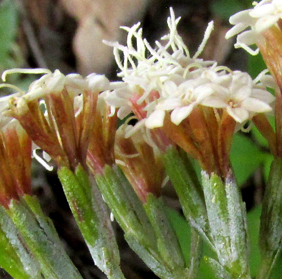 Willow-leaf Candyleaf, STEVIA SALICIFOLIA, inflorescence