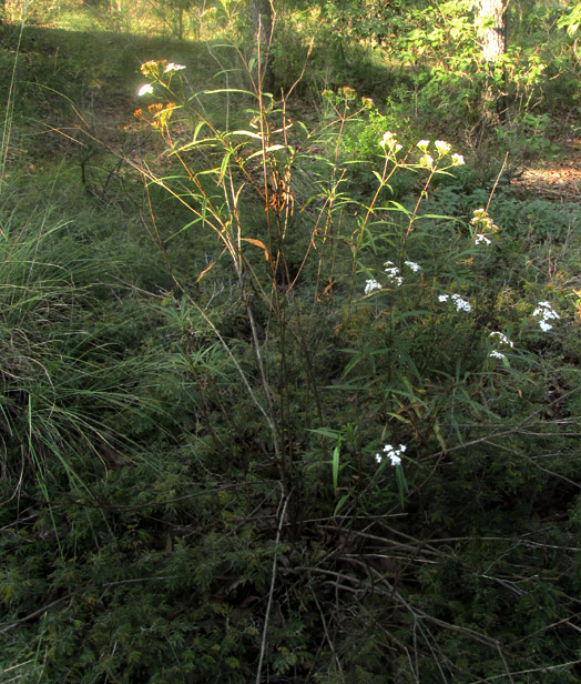 Willow-leaf Candyleaf, STEVIA SALICIFOLIA, large plant in habitat