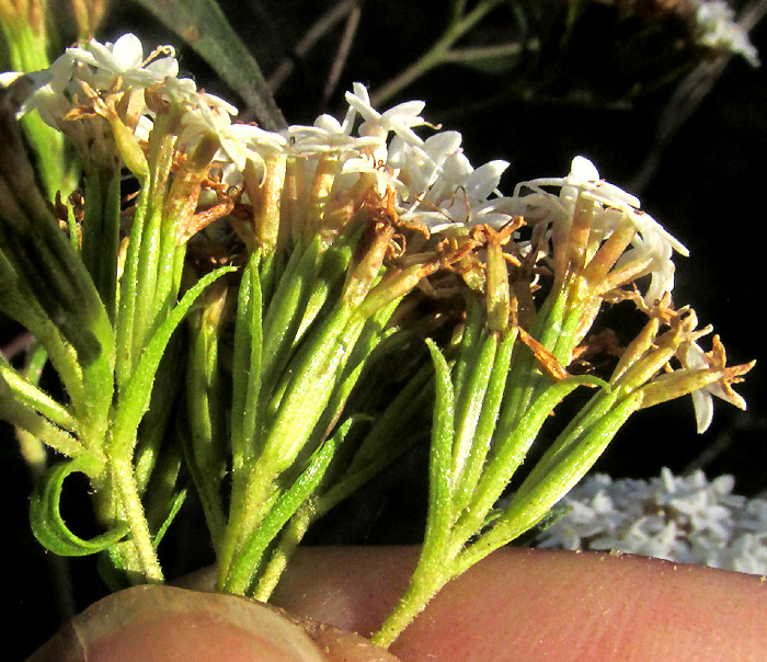 Willow-leaf Candyleaf, STEVIA SALICIFOLIA, inflorescence from side showing phyllaries