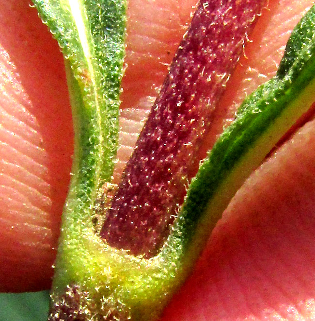 Willow-leaf Candyleaf, STEVIA SALICIFOLIA, close-up of hairs on stem and petioles