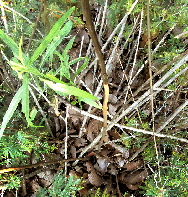 Willow-leaf Candyleaf, STEVIA SALICIFOLIA, woody stem bases, past and present