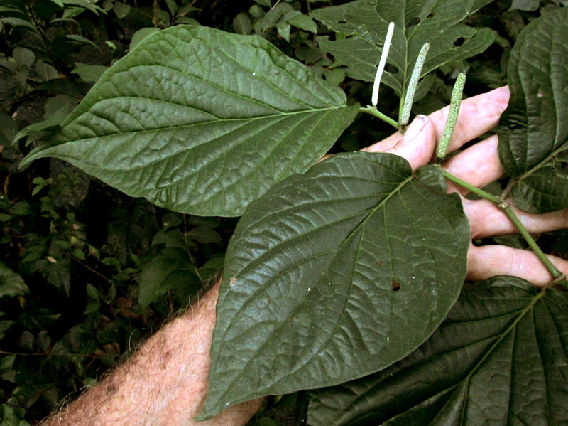 PIPER cf. SCHIEDEANUM, leafy stem flowering spikes