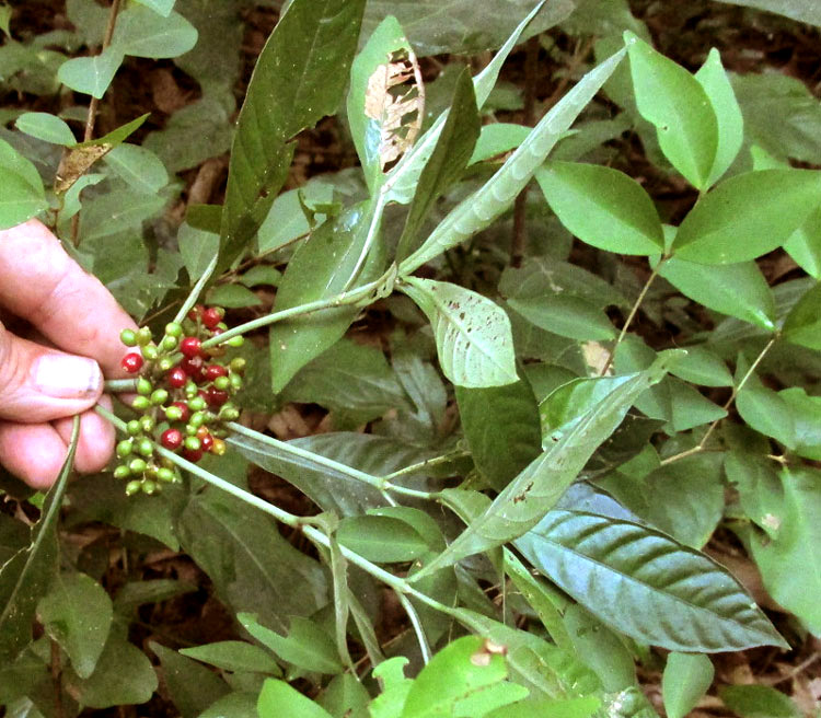 Wild Coffee, PSYCHOTRIA TENUIFOLIA, leafy stem with fruits