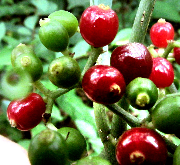 Wild Coffee, PSYCHOTRIA TENUIFOLIA, fruits