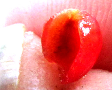 Wild Coffee, PSYCHOTRIA TENUIFOLIA, fruit flesh showing cavity left by one seed